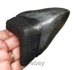 Megalodon Shark Tooth Almost 4 Inch 100% Real Fossil No Restoration