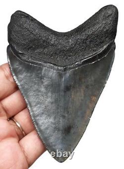 Megalodon Shark Tooth Almost 4 Inch 100% Real Fossil No Restoration