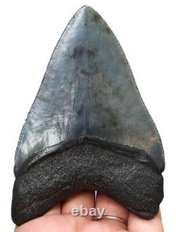 Megalodon Shark Tooth Almost 4 Inch 100% Real Fossil No Restoration