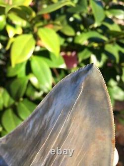 Megalodon Shark Tooth -Almost 6 -Sharply Serrated 5 15/16 Real Megalodon Tooth