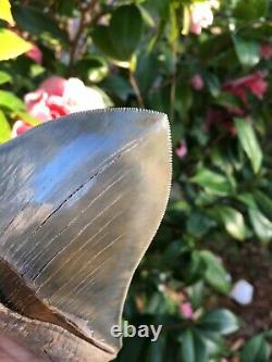 Megalodon Shark Tooth -Almost 6 -Sharply Serrated 5 15/16 Real Megalodon Tooth
