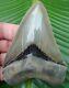 Megalodon Shark Tooth Best Of The Best Museum Grade Quality No Resto