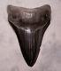 Megalodon Shark Tooth Black- 4 5/8 Dagger Fossil Sharks Teeth No Restorations