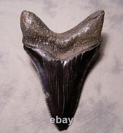 Megalodon Shark Tooth BLACK- 4 5/8 DAGGER Fossil Sharks Teeth NO RESTORATIONS