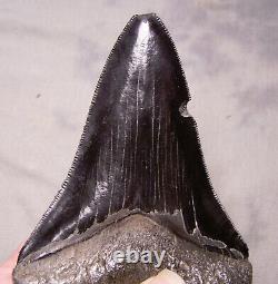 Megalodon Shark Tooth BLACK- 4 5/8 DAGGER Fossil Sharks Teeth NO RESTORATIONS