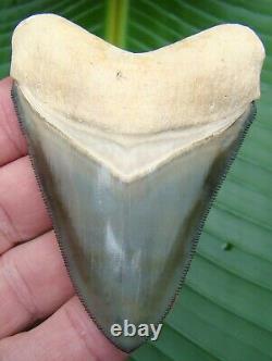 Megalodon Shark Tooth BONE VALLEY XL 3 & 3/8 in. THE ELUSIVE GREEN BV MEG