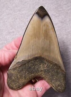 Megalodon Shark Tooth Big 4 3/4 Shark Teeth Jaw Fossil Stunning Color Polished