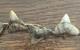 Megalodon Shark Tooth Bracelet (7) 1 Teeth Fossil Baby Meg Deep Ocean