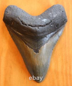 Megalodon Shark Tooth (Carcharocles megalodon) 5.16 Authentic, Real