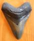 Megalodon Shark Tooth (carcharocles Megalodon) 5.16 Authentic, Real
