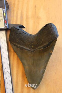 Megalodon Shark Tooth (Carcharocles megalodon) 5.16 Authentic, Real
