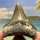 Megalodon Shark Tooth Collector Quality No Restoration Or Repair