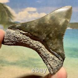Megalodon Shark Tooth Collector Quality No Restoration or Repair