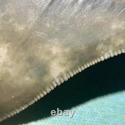 Megalodon Shark Tooth Collector Quality No Restoration or Repair