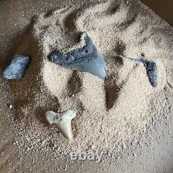 Megalodon Shark Tooth Dig Kits Fun for all ages 4 Kits Party Pack