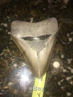 Megalodon Shark Tooth Extinct Fossil Authentic NOT RESTORED Beautifulwhitecolor
