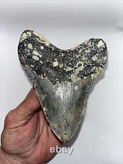 Megalodon Shark Tooth Fossil 100% Authentic! 4.49 Natural Masterpiece