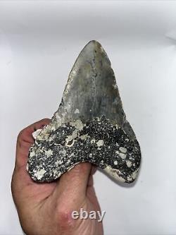 Megalodon Shark Tooth Fossil 100% Authentic! 4.49 Natural Masterpiece