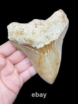 Megalodon Shark Tooth Fossil 11.2cm! Great Serrations