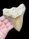 Megalodon Shark Tooth Fossil 11.2cm! Great Serrations