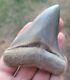 Megalodon Shark Tooth Fossil 3.4 Lee Creek