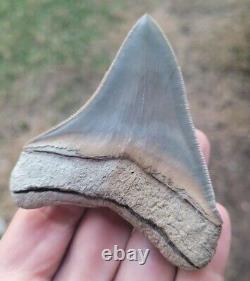 Megalodon Shark Tooth Fossil 3.4 Lee Creek