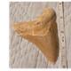 Megalodon Shark Tooth Fossil 3.73 Inch