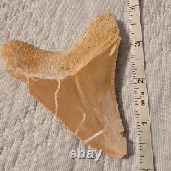 Megalodon Shark Tooth Fossil 3.73 inch