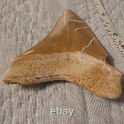 Megalodon Shark Tooth Fossil 3.73 inch