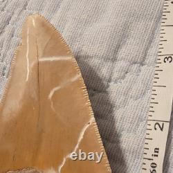Megalodon Shark Tooth Fossil 3.73 inch
