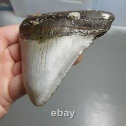 Megalodon Shark Tooth Fossil, 3 7/8, No Restoration, Giant Huge Tooth