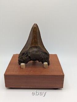 Megalodon Shark Tooth Fossil 3 Meg Tooth with Display Stand, Lightning Pattern