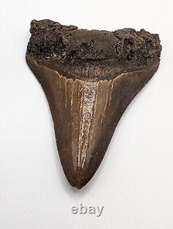 Megalodon Shark Tooth Fossil 3 Meg Tooth with Display Stand, Lightning Pattern