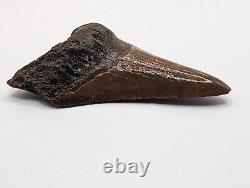 Megalodon Shark Tooth Fossil 3 Meg Tooth with Display Stand, Lightning Pattern