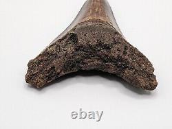 Megalodon Shark Tooth Fossil 3 Meg Tooth with Display Stand, Lightning Pattern