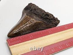 Megalodon Shark Tooth Fossil 3 Meg Tooth with Display Stand, Lightning Pattern