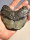 Megalodon Shark Tooth Fossil 4x 3.5