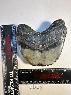 Megalodon Shark Tooth Fossil 4X 3.5