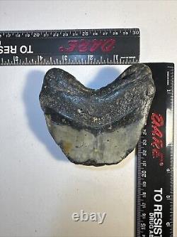 Megalodon Shark Tooth Fossil 4X 3.5