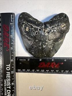 Megalodon Shark Tooth Fossil 4X 3.5