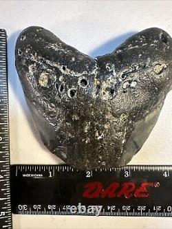 Megalodon Shark Tooth Fossil 4X 3.5