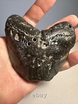 Megalodon Shark Tooth Fossil 4X 3.5