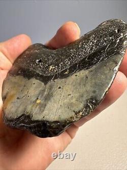 Megalodon Shark Tooth Fossil 4X 3.5