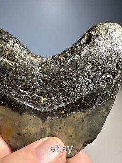 Megalodon Shark Tooth Fossil 4X 3.5