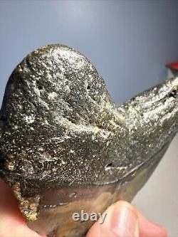 Megalodon Shark Tooth Fossil 4X 3.5