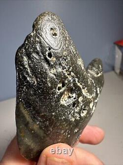 Megalodon Shark Tooth Fossil 4X 3.5