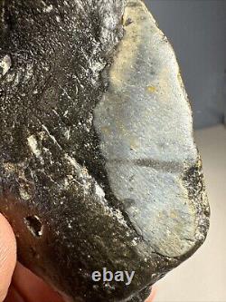 Megalodon Shark Tooth Fossil 4X 3.5