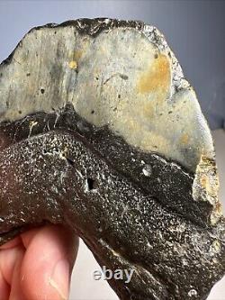 Megalodon Shark Tooth Fossil 4X 3.5