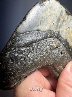 Megalodon Shark Tooth Fossil 4X 3.5