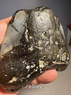 Megalodon Shark Tooth Fossil 4X 3.5